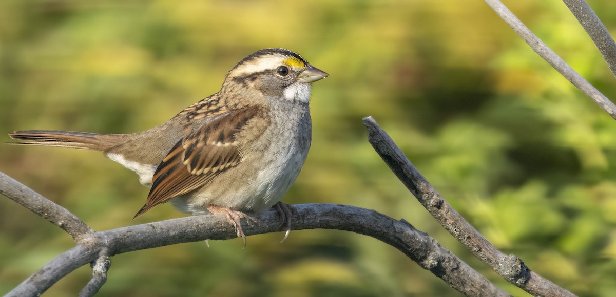 White-throated Sparrow - ML612725335