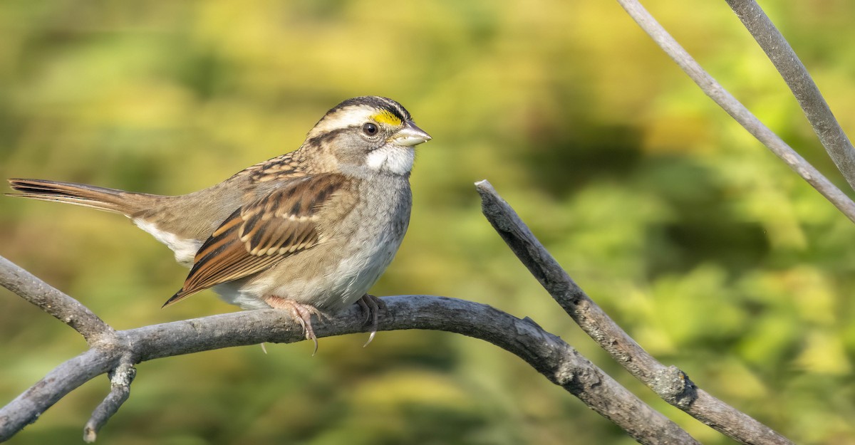 White-throated Sparrow - Tara Plum