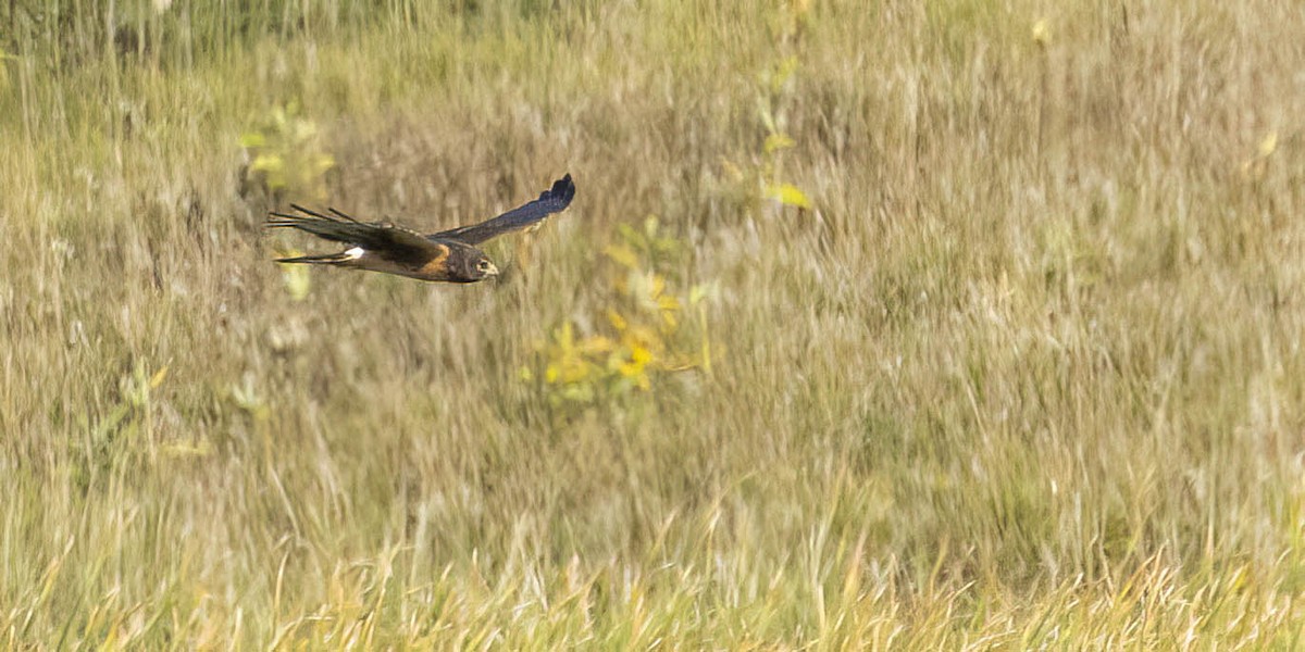 Northern Harrier - ML612725341