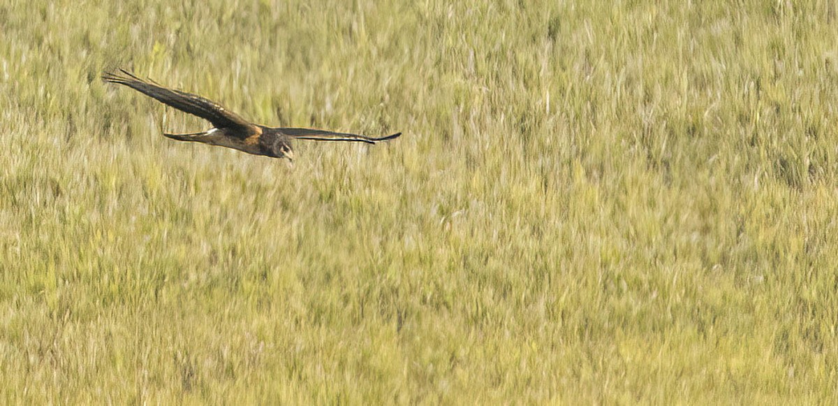 Northern Harrier - ML612725342