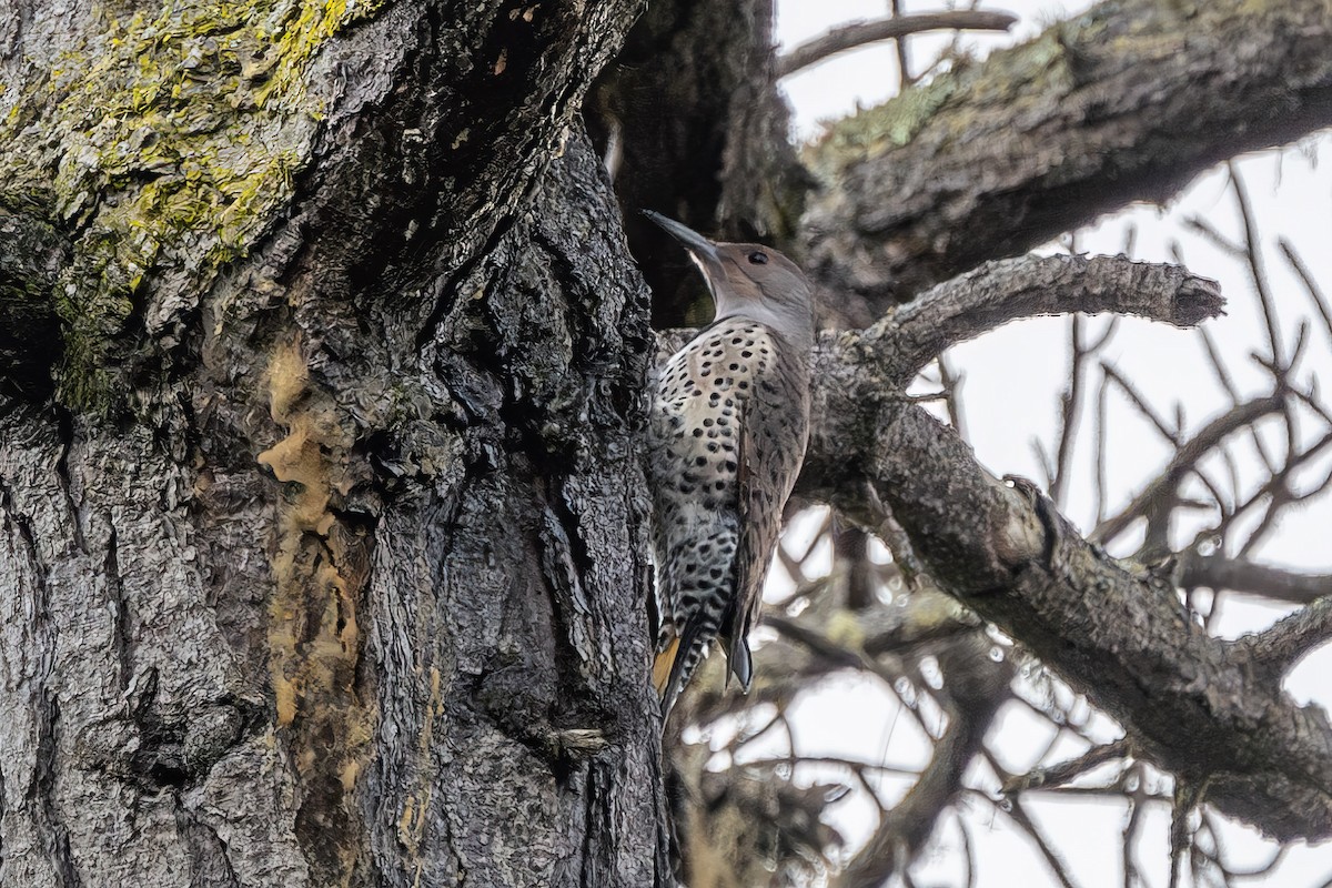 Northern Flicker (Yellow-shafted x Red-shafted) - ML612725347