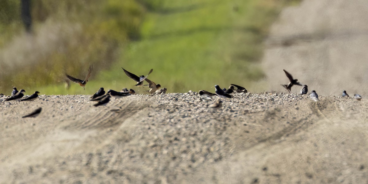 Golondrina/Avión sp. - ML612725349