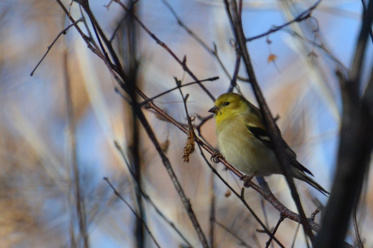 American Goldfinch - ML612725352