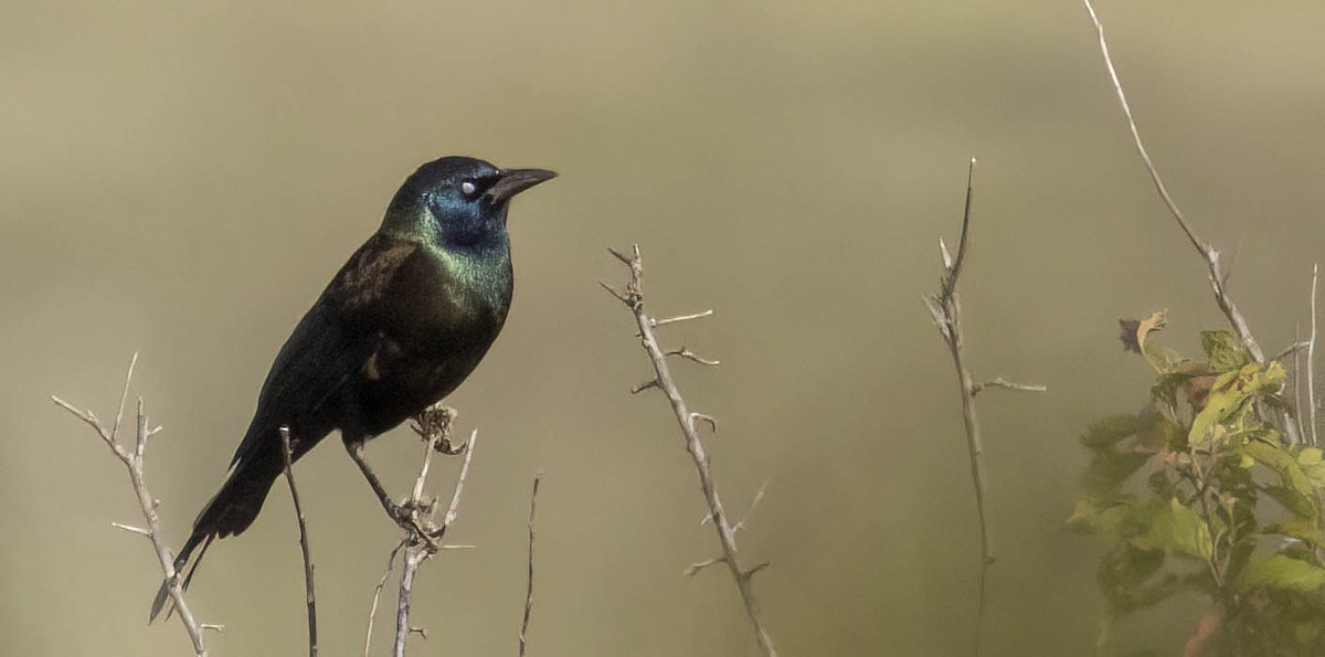 Common Grackle - ML612725361