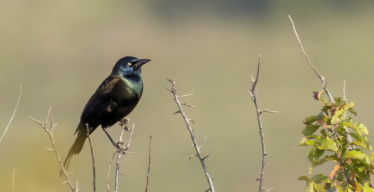 Common Grackle - Tara Plum