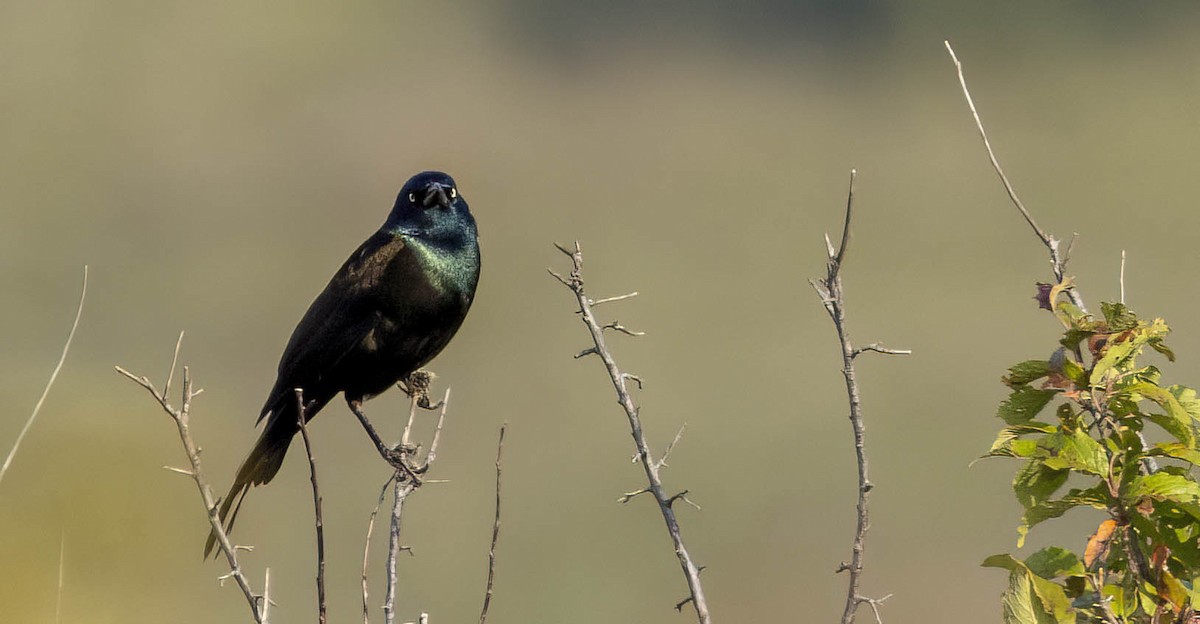 Common Grackle - ML612725363