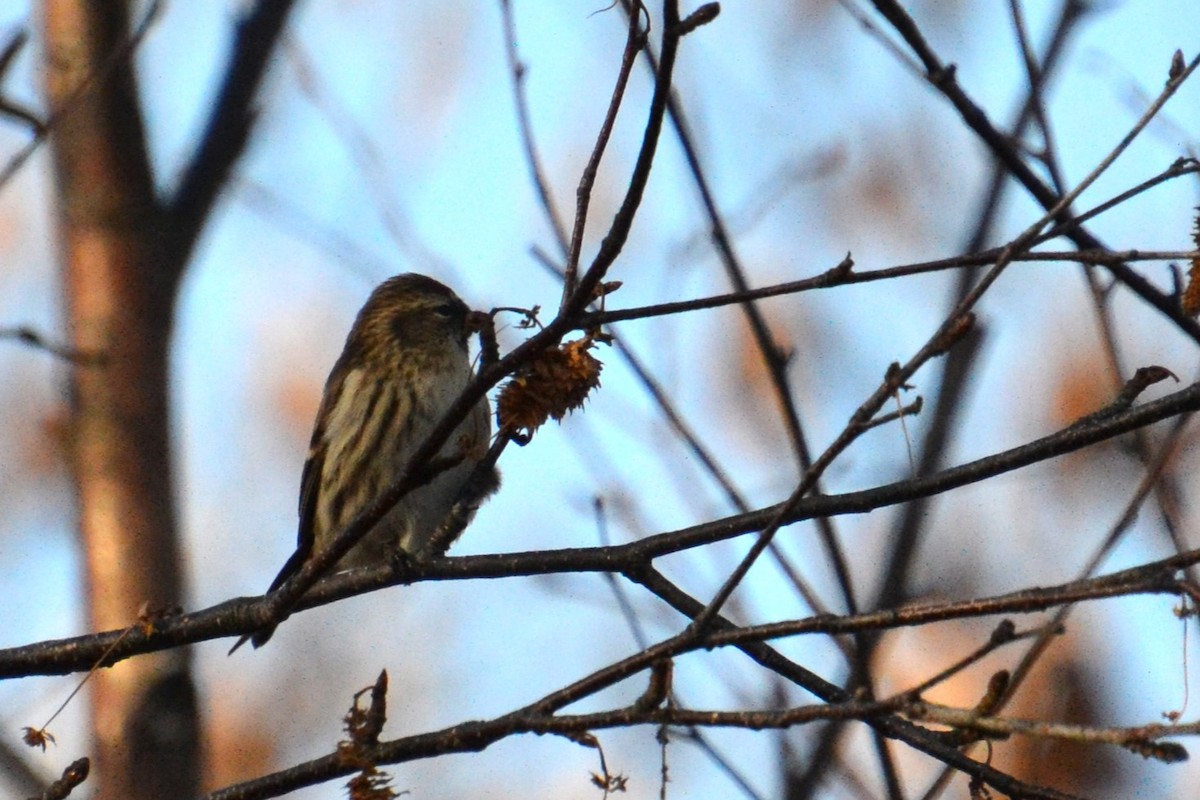 Redpoll (Common) - ML612725365