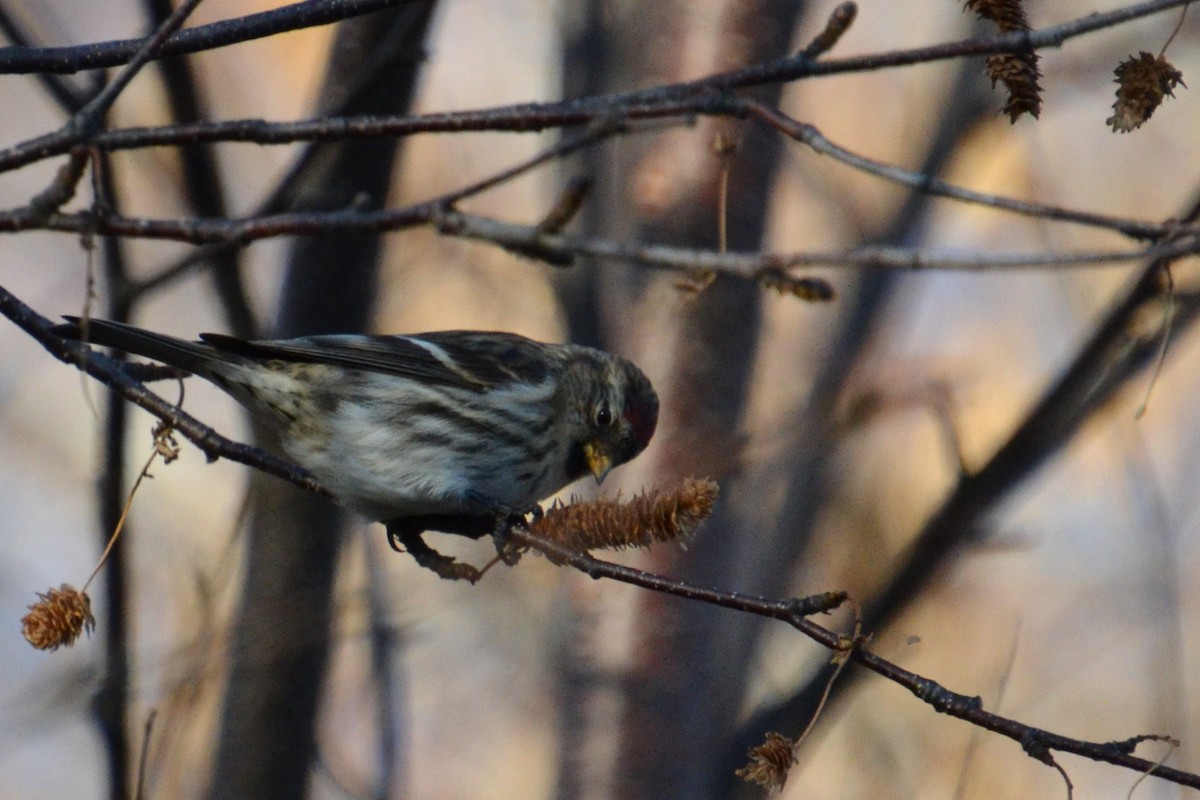 Redpoll (Common) - ML612725366