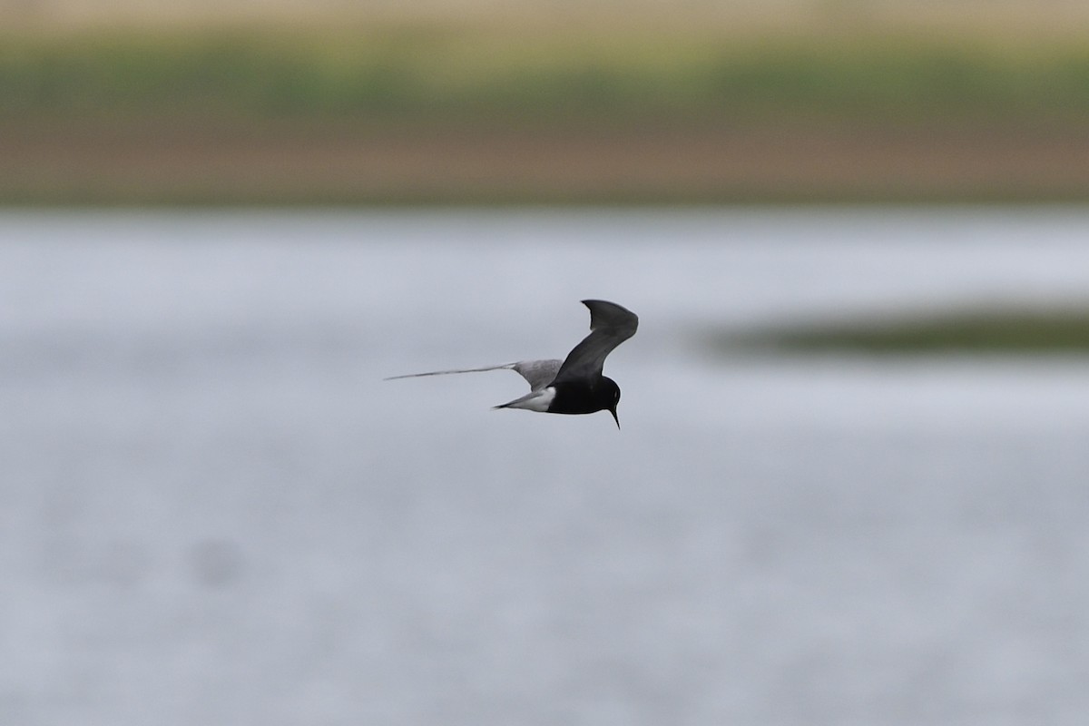 Black Tern - Julien Amsellem