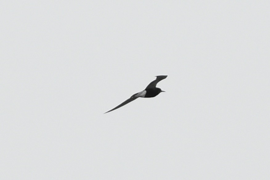 Black Tern - ML612725368