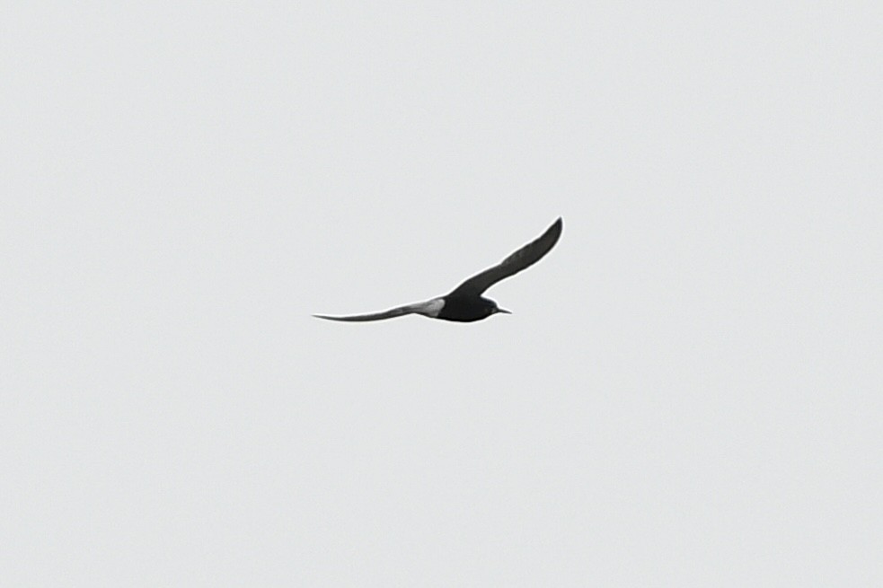 Black Tern - ML612725369