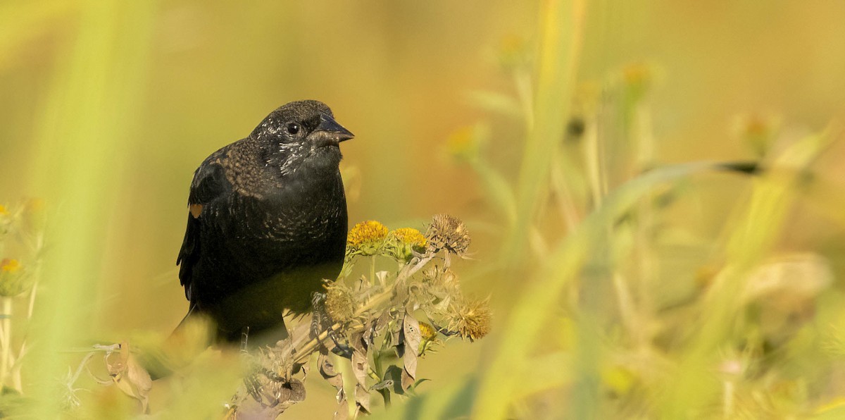 Red-winged Blackbird - ML612725375