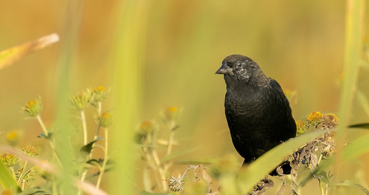 Red-winged Blackbird - Tara Plum