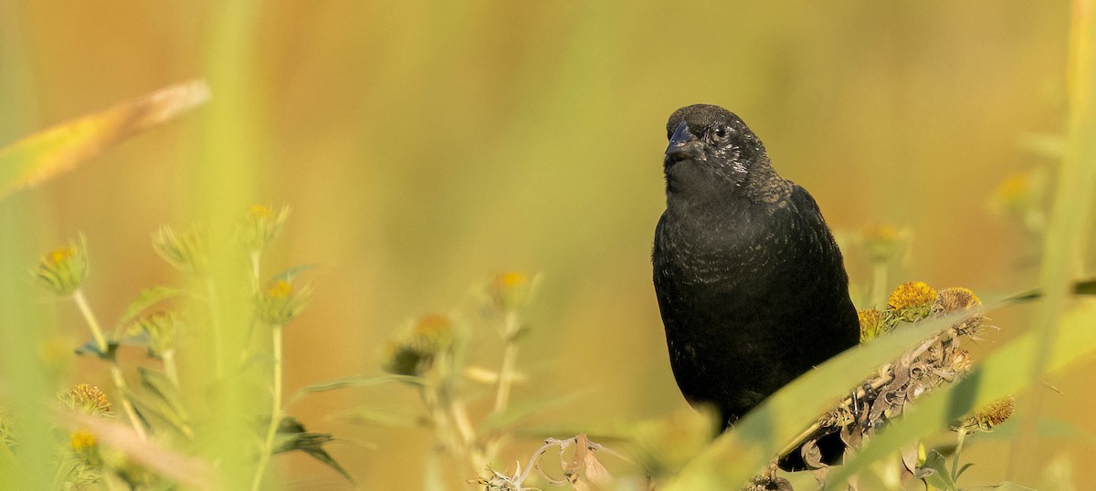 Red-winged Blackbird - ML612725377