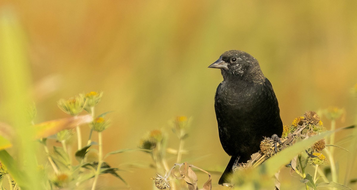 Red-winged Blackbird - Tara Plum