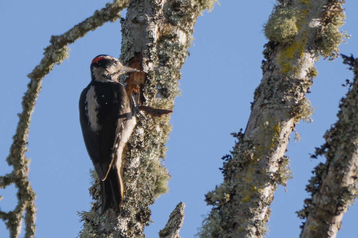 Hairy Woodpecker - ML612725401