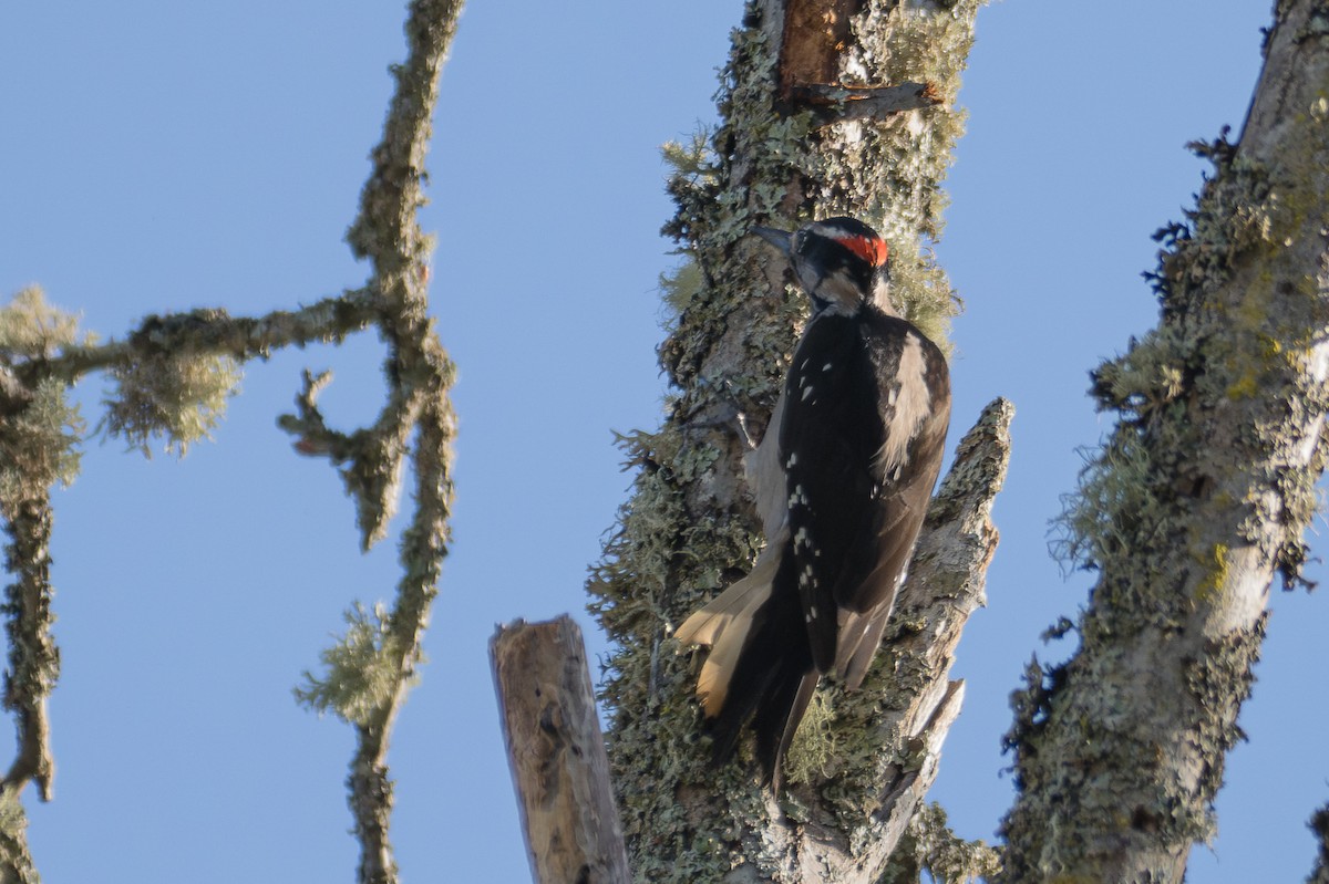 Hairy Woodpecker - ML612725403