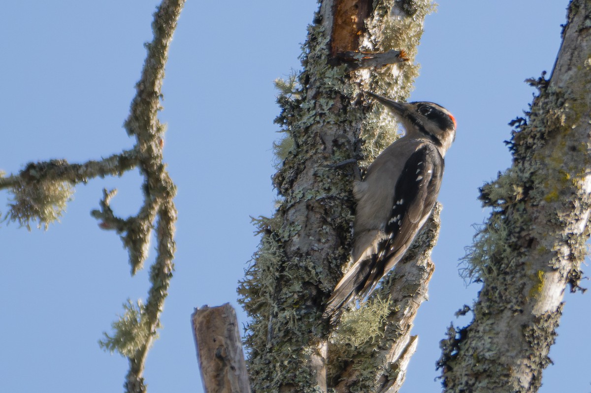 Hairy Woodpecker - ML612725405