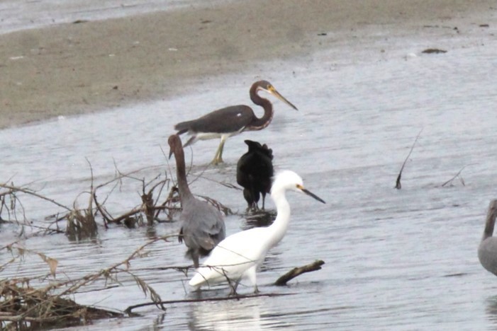 Tricolored Heron - ML612725441