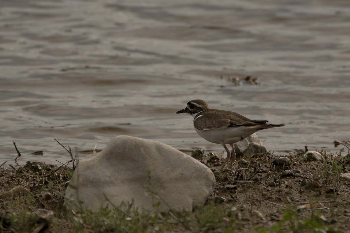 Killdeer - Alexander Yan