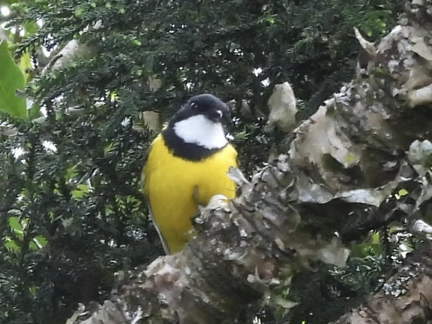 Golden Whistler - ML612725483