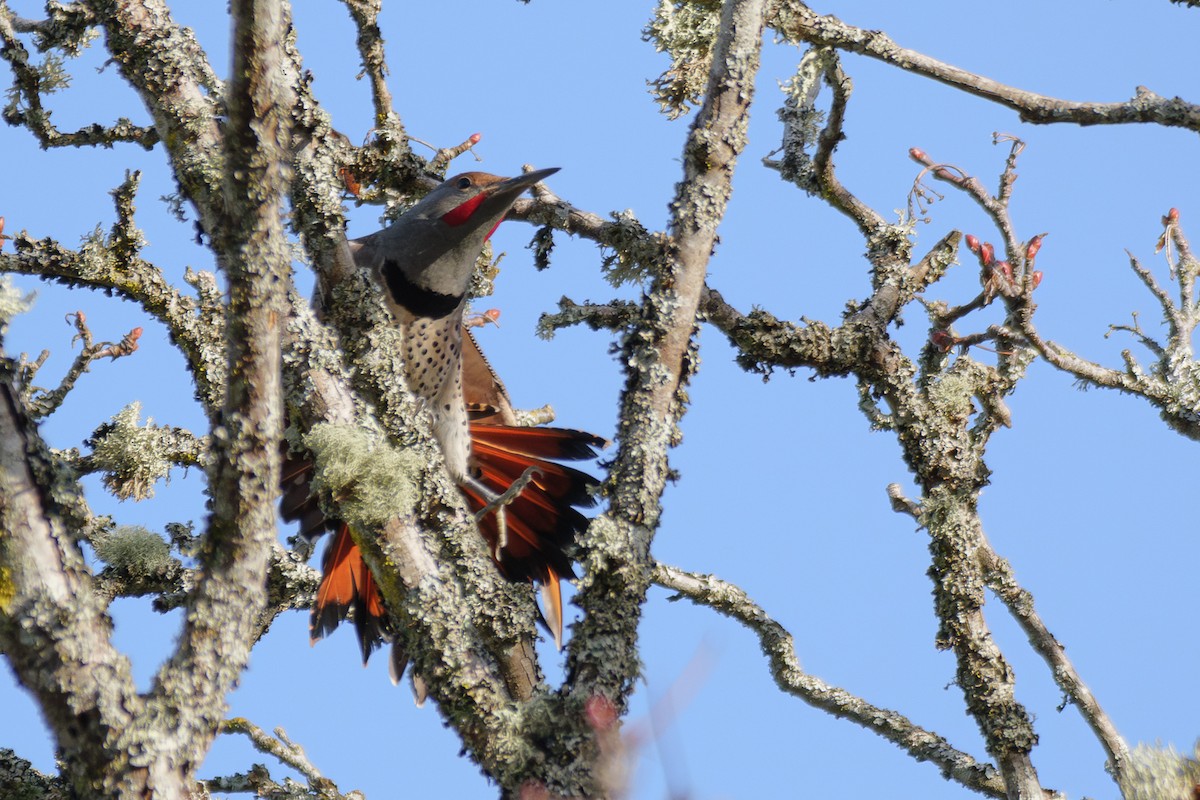 Northern Flicker - ML612725547