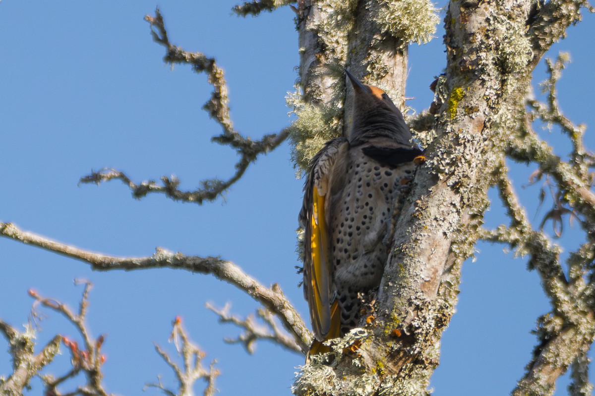 Northern Flicker (Yellow-shafted x Red-shafted) - ML612725562