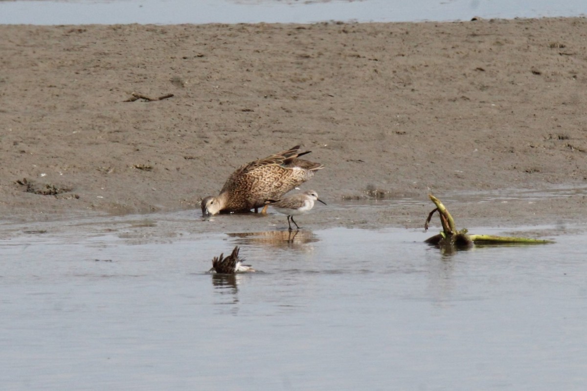 Western Sandpiper - ML612725586