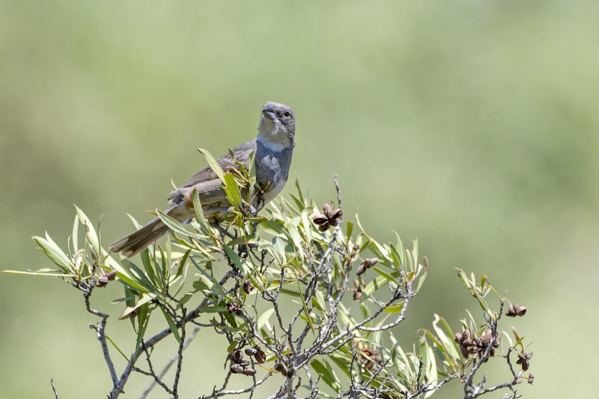 Diuca Finch - Marco Silva