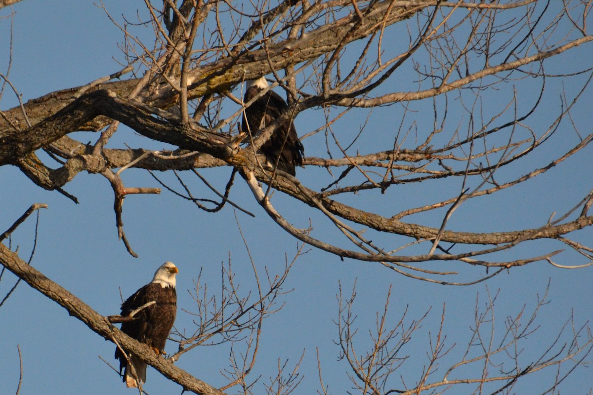 Bald Eagle - ML612725603
