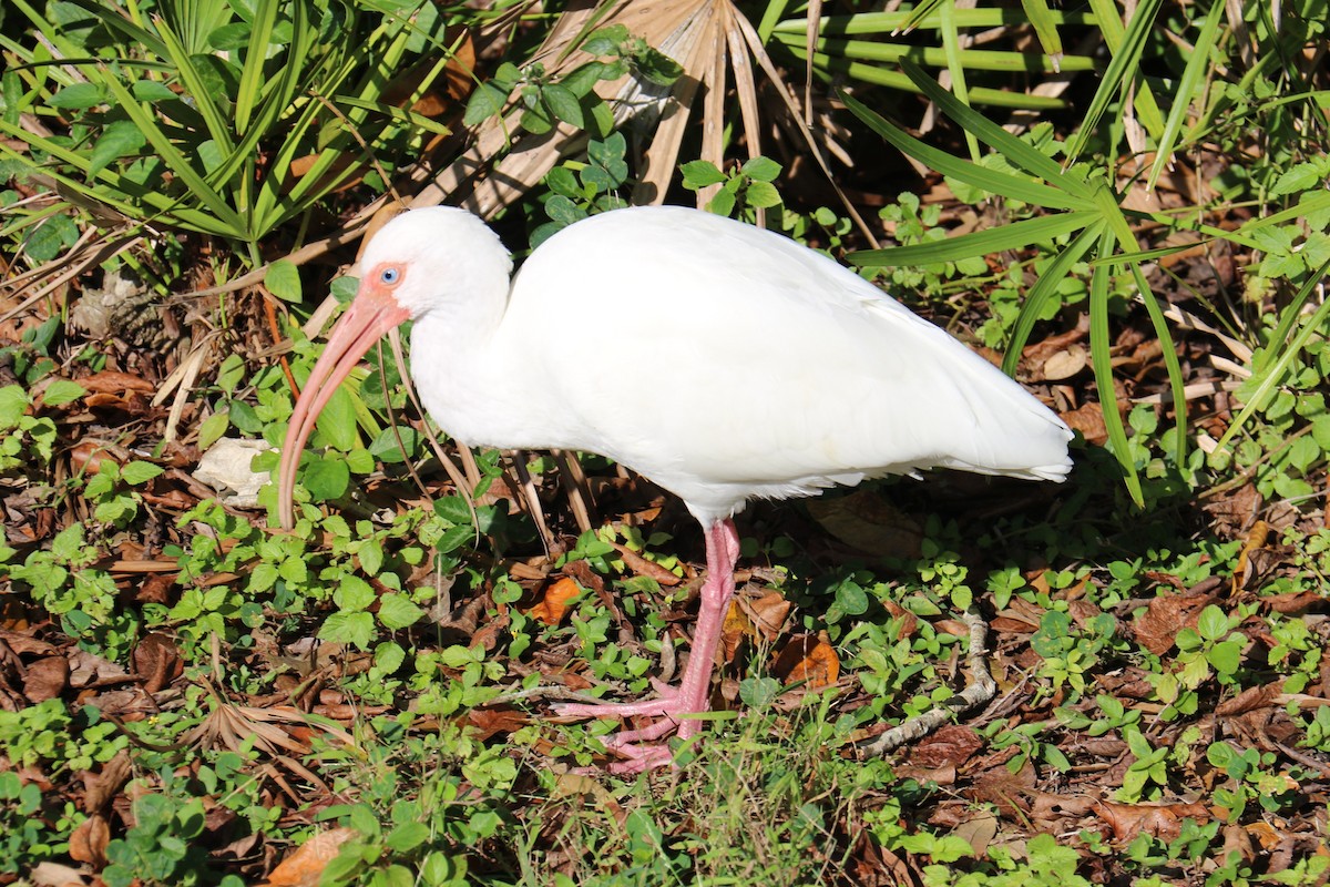 ibis bílý - ML612725627