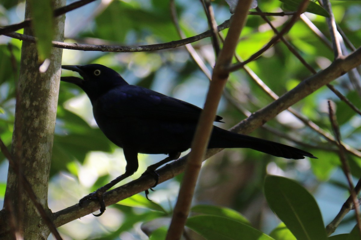 Common Grackle - ML612725632