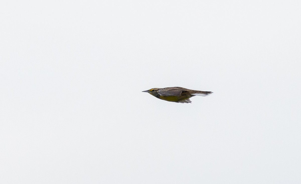 Eastern Meadowlark (Eastern) - Jay McGowan