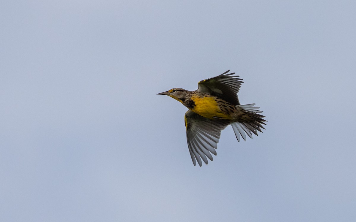 Eastern Meadowlark (Eastern) - ML612725671