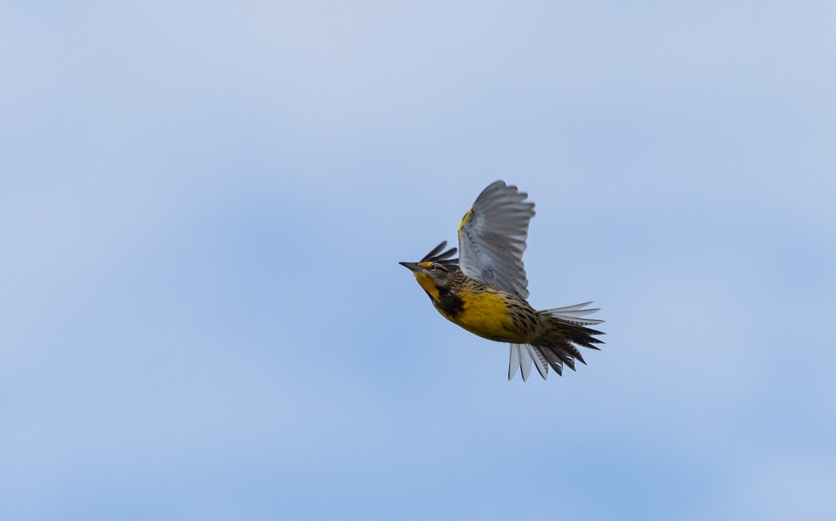 Eastern Meadowlark (Eastern) - Jay McGowan