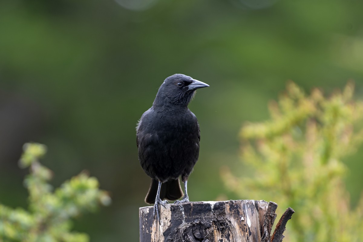 Austral Blackbird - ML612725675