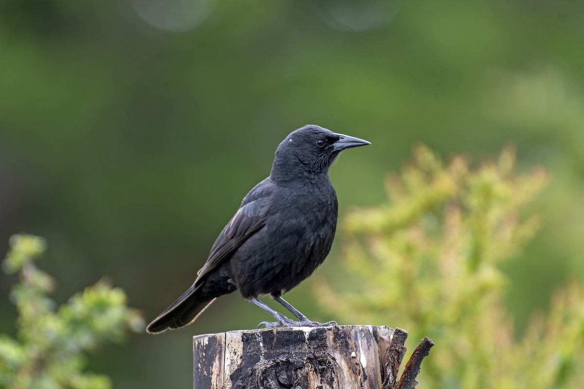 Austral Blackbird - ML612725676