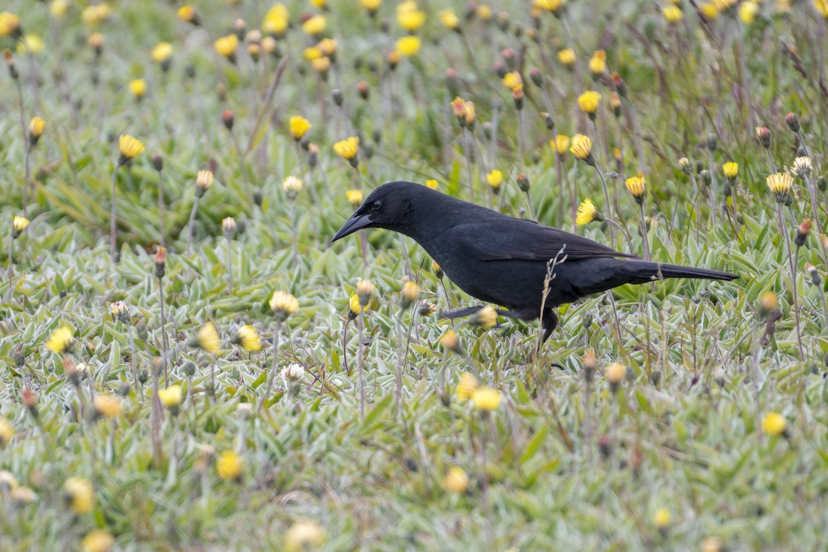 Austral Blackbird - ML612725677