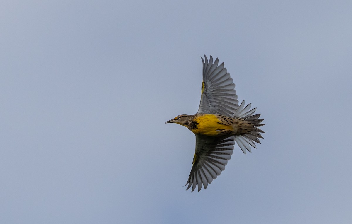 Eastern Meadowlark (Eastern) - Jay McGowan