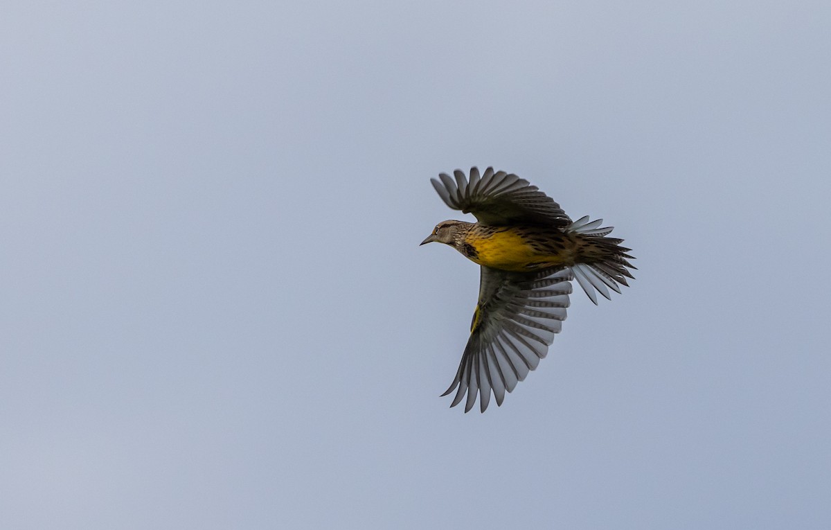 Eastern Meadowlark (Eastern) - Jay McGowan