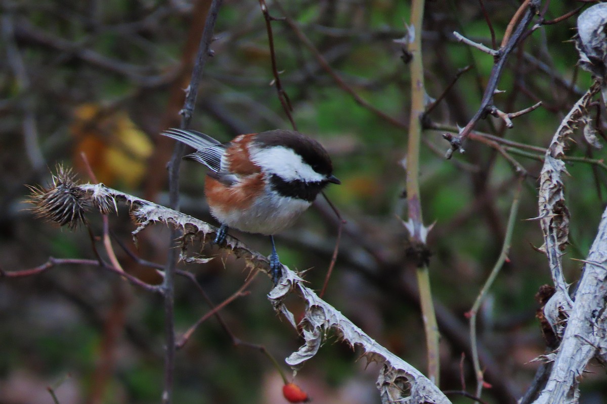 Mésange à dos marron - ML612725681