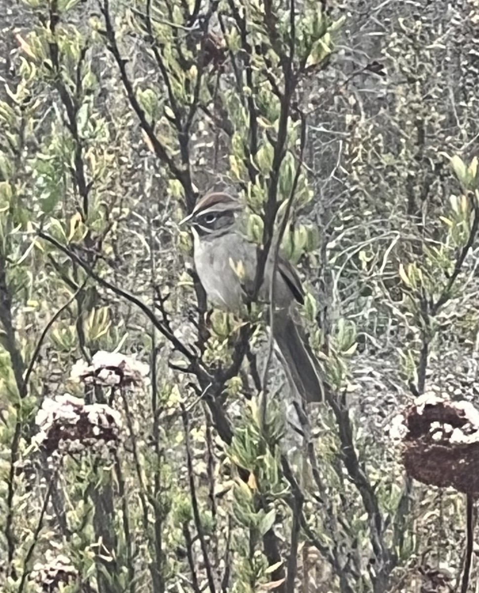 Rufous-crowned Sparrow - ML612725772