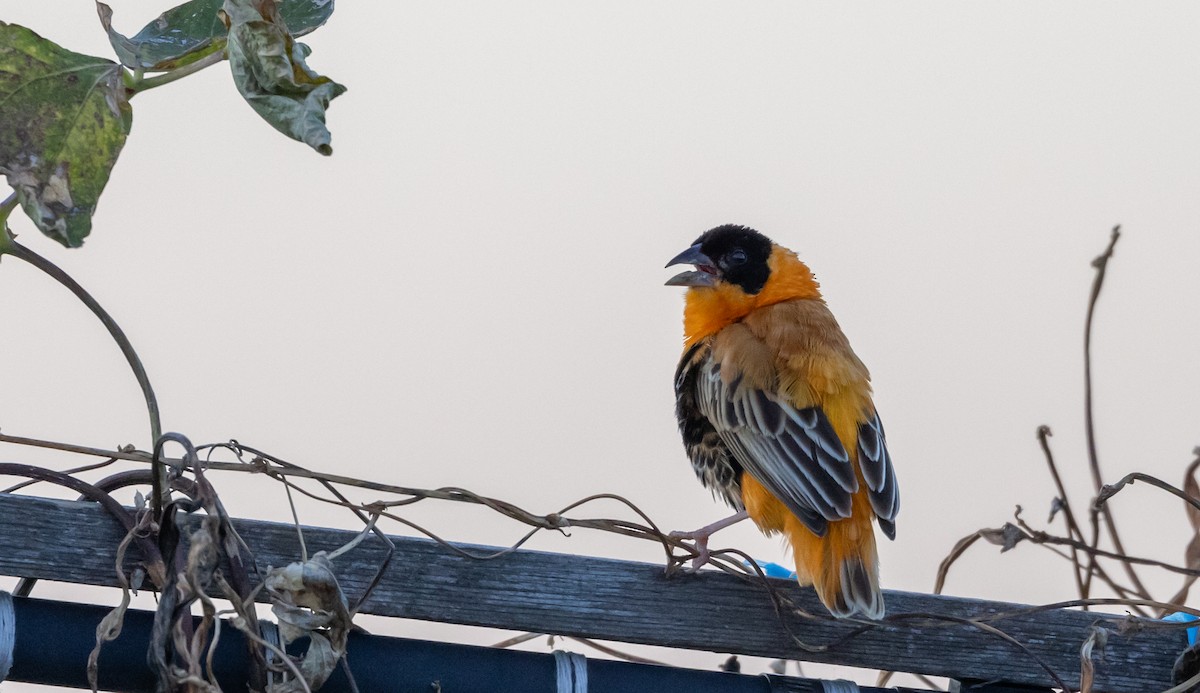 Northern Red Bishop - ML612725786