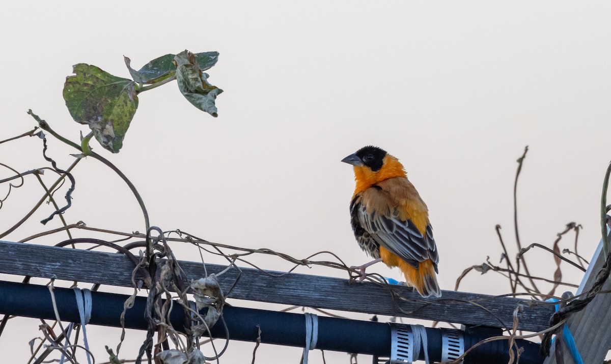 Northern Red Bishop - ML612725787