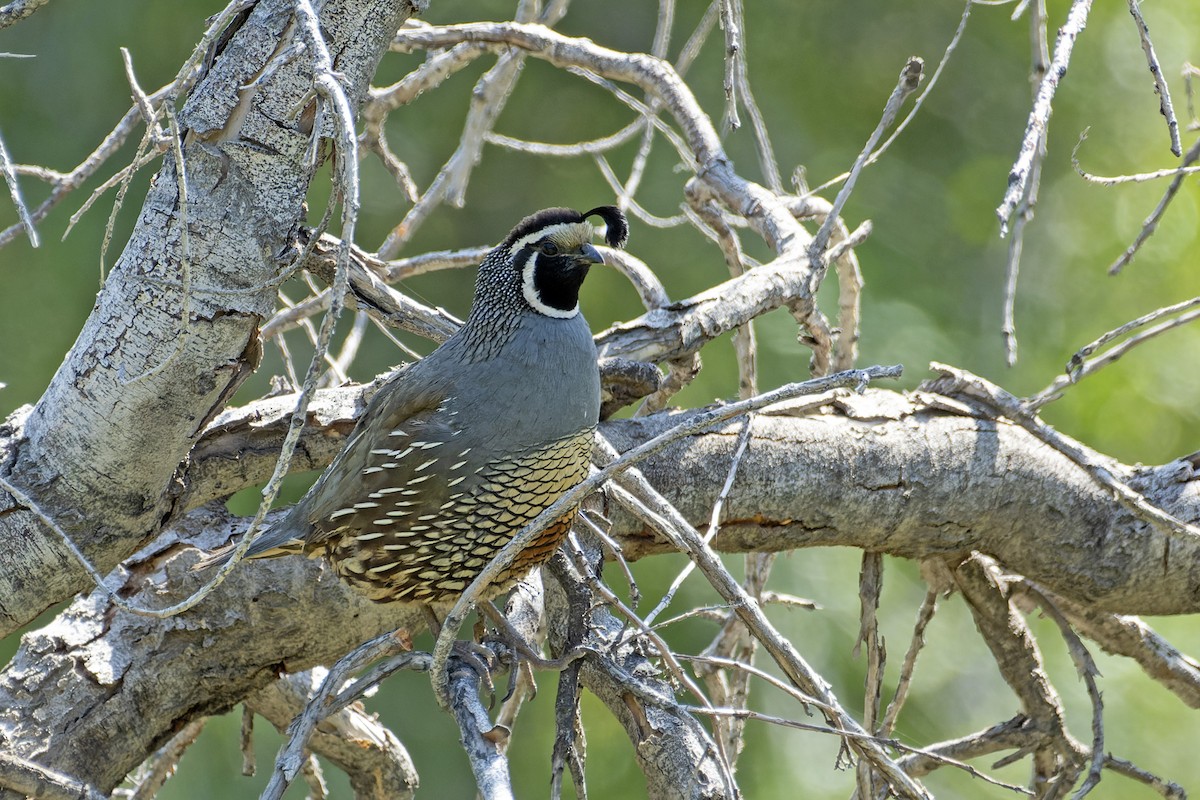 California Quail - ML612725792