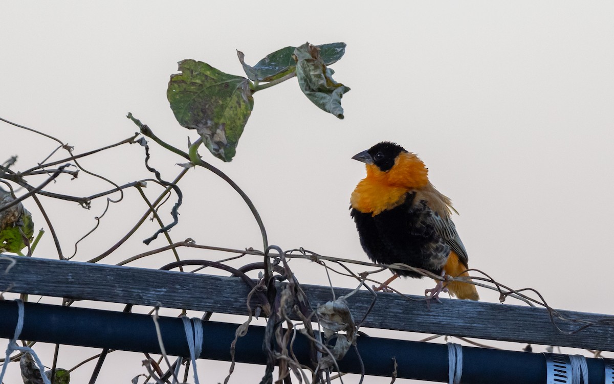 Northern Red Bishop - ML612725799