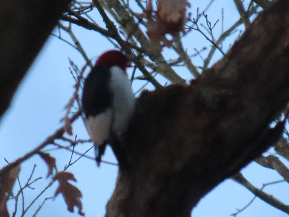 Red-headed Woodpecker - Brian Walker