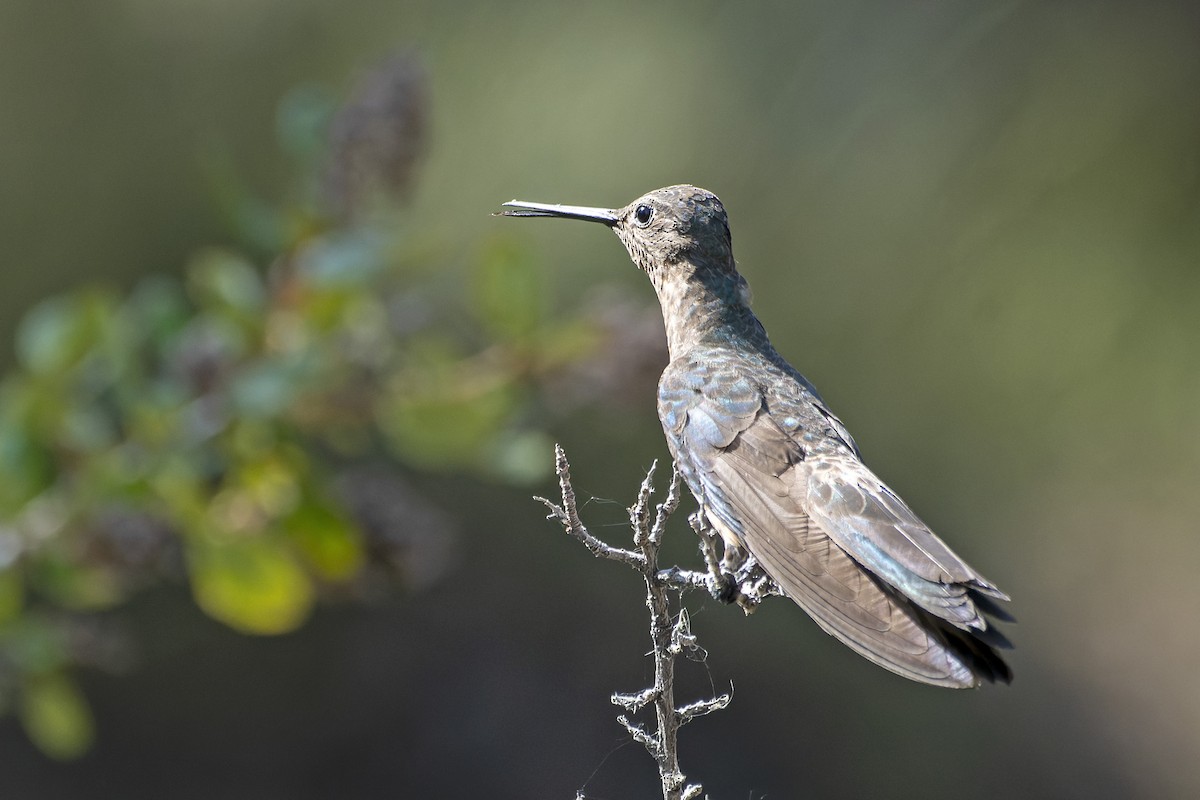 Giant Hummingbird - ML612725828