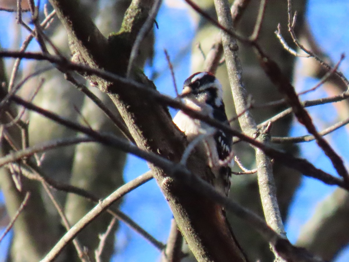 Downy Woodpecker - Brian Walker