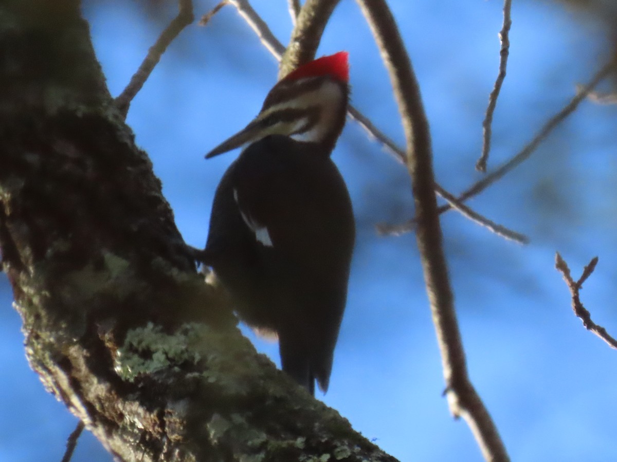 Pileated Woodpecker - ML612725884